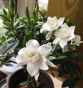 柳树皮养栀子花