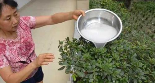 热水浇花怎么补救