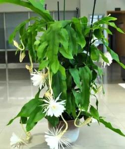 昙花可以水培吗