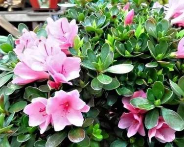 杜鹃花现在能施肥吗?施什么肥好