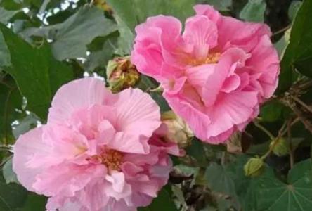 芙蓉花怎样养殖和施肥