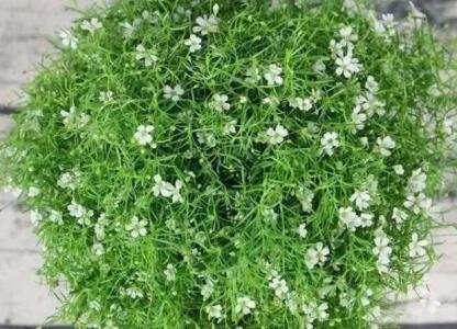 满天星开花时间