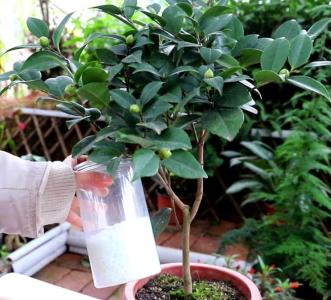 嫁接成活的茶花什么时候施肥