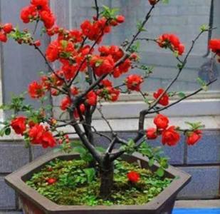 怎样自制海棠花肥料