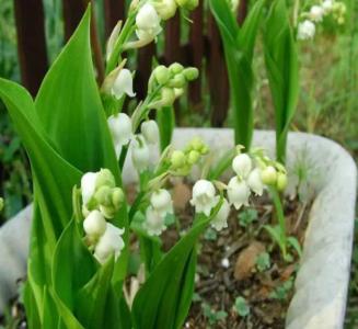 铃兰花怎么种植方法