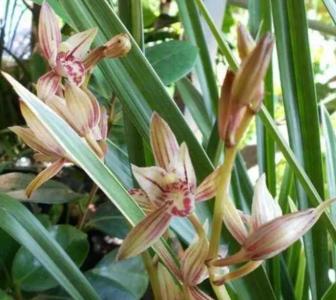 黄金彩虹兰花几月开花