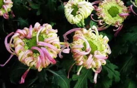 冬季菊花养殖方法和注意事项
