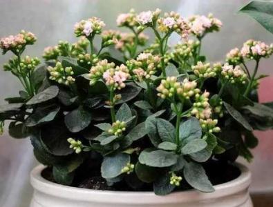 长寿花适合浇什么水