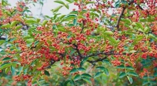 关于花椒种植的方法及注意事项