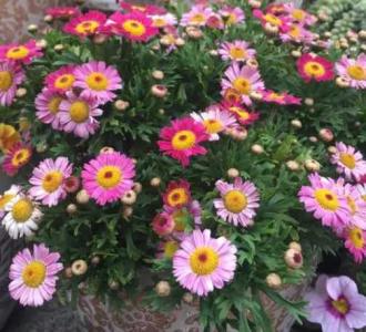玛格丽特花过冬