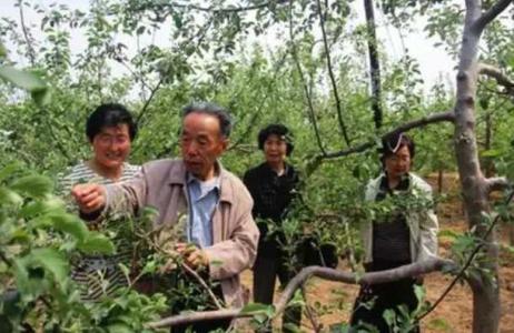 苹果树管理技术指导
