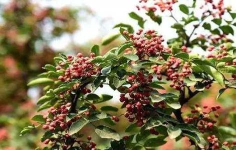 花椒树的种植方法及管理技术