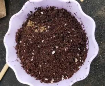 花籽种花步骤
