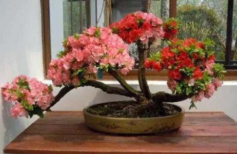 杜鹃花盆景制作方法