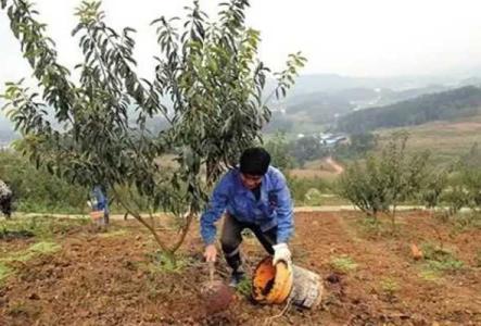 李子树的施肥与管理
