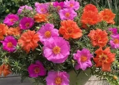 太阳花几点开花
