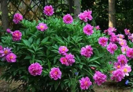 家里栽芍药花有什么说法