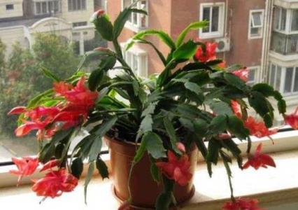 蟹爪兰只长叶子不开花