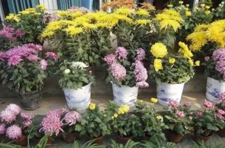 菊花的施肥与管理