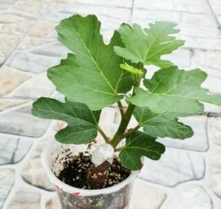 无花果几月插枝成活率高