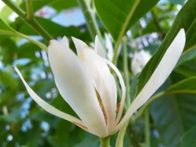 缅桂花是什么花