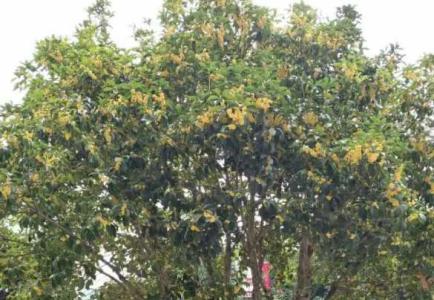 四季桂花树怕冻吗