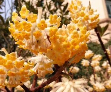 结香花什么时候移栽