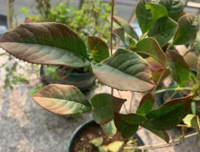 桂花叶尖发黄干枯怎么办