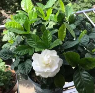 栀子花开花后怎样修剪才能多开花
