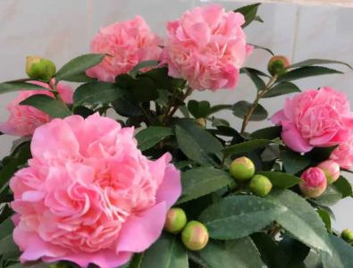 香妃茶花适合在家里养吗