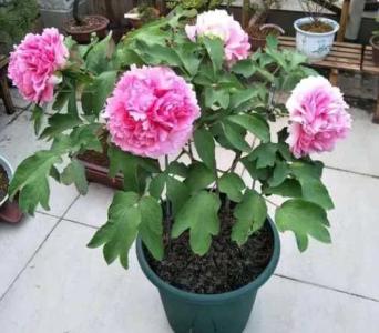 家养牡丹花种植方法