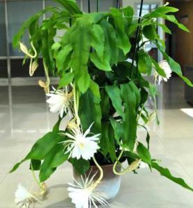 昙花可以放在卧室里养吗