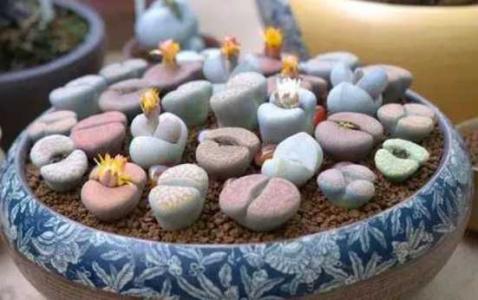 生石花换盆后多久浇水