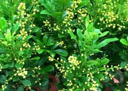 米兰有花苞能喷磷酸二氢钾吗