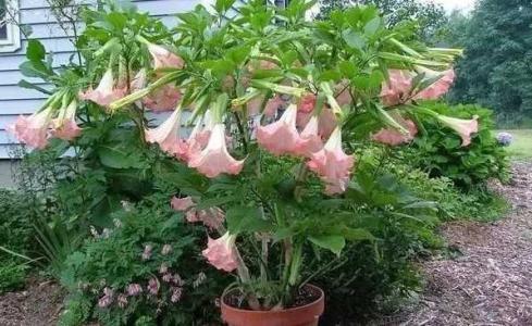 曼陀罗花可以种植吗