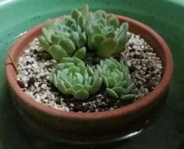 浸盆法浇花的正确方法