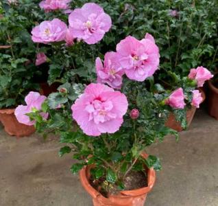 芙蓉花用大盆还是小盆好