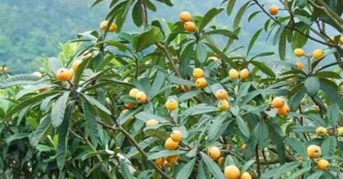 枇杷树适合东北种植吗