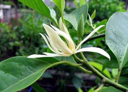 白兰花如何种植