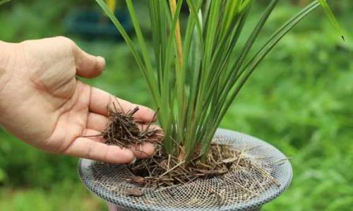 兰花用松针好还是兰花植料好