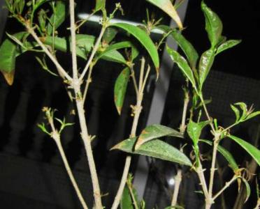 桂花刚发芽就干枯了