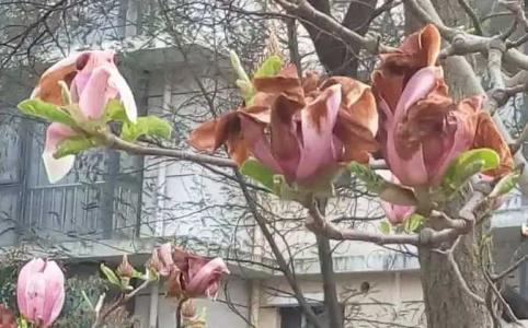 玉兰树枯死了还能复活吗