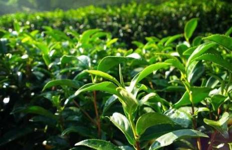茶树的适宜生长条件