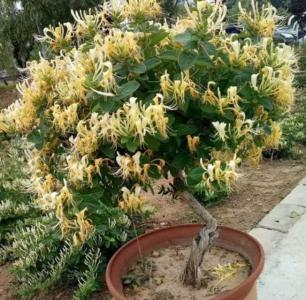 金银花老桩盆栽家庭如何养殖