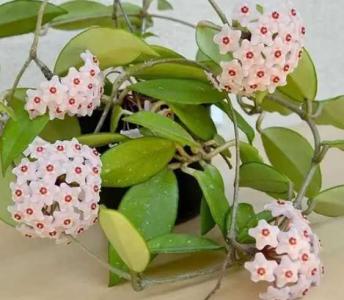 室内球兰不见阳光能开花吗