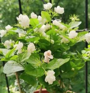 茉莉花要分株栽吗