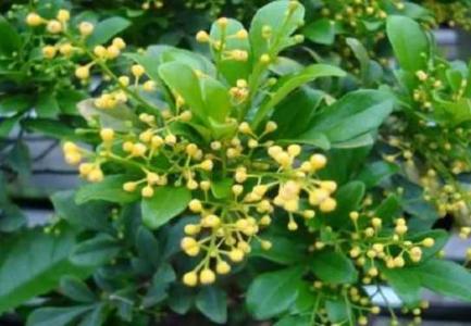 米兰花缺水叶子干枯还能救活吗