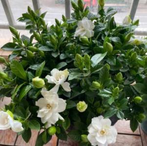 栀子花适合家里养吗