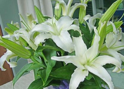 百合花水养需要什么条件