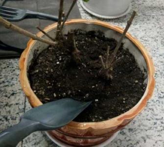 花换盆注意事项